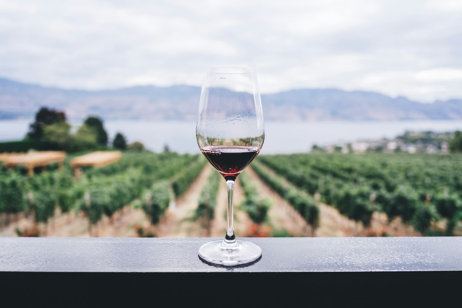 Vineyard rows in soft light